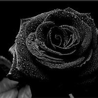 الوردة السوداء