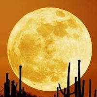 طالب أبوربيعة