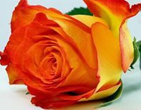 فاطمة عبدالرحمن