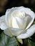 Nz Nz