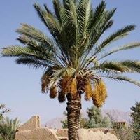 مصطفى الحافظ