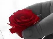 نسايم الشيخ