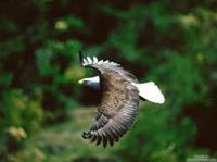 الملك البرناوي