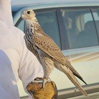 العنزي العنزي