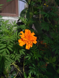 Suhasini