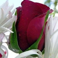 ماجدة بني هاني