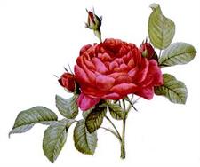 Rosa