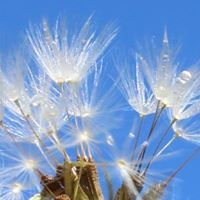 Нина Минчева