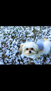 Kiley