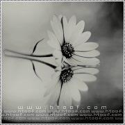 سارة عبدالله