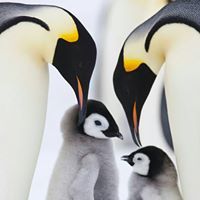 ابراهيم محمد