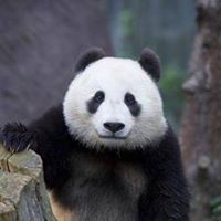 Kaige Gao