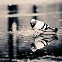 صفية الدخيل