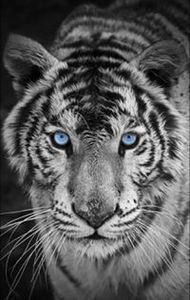 عسلووووله نايس