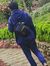 Arum Wi...