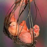 ابتسام غنايم