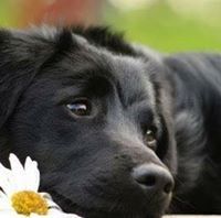 Vijayalakshmi Ekambaram