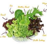 ร้านใบผัก เมล็ดพันธุ์ผัก