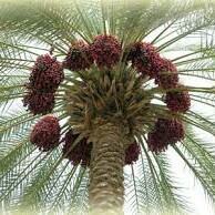 رائد الهذلي