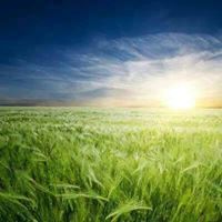 ماجد العمايرة