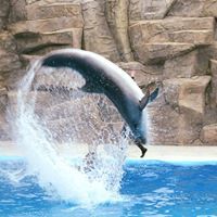 რომა ლომიძე