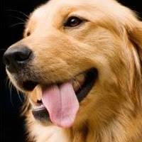 Cristhyan Comini Dourado