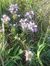 Violett...