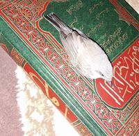 صدام الخطيب