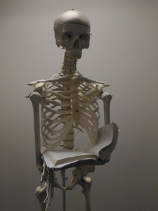 Bob The Skeleton Book Reader 