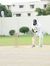 Hamza H...
