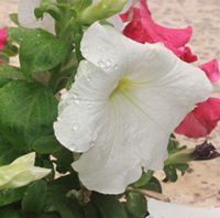 حليمه الخالدي