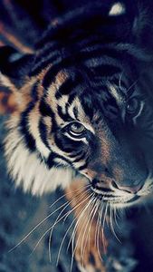 Yousef Bin Abdrahman