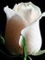 Ineke S...