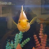 Robin Laughlin Leyendecker