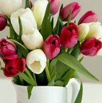 Nour Rashed