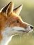 Red Fox