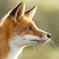 Red Fox