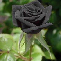 حسام عبد الحميد