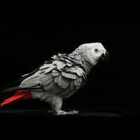 عبدالله العسيري