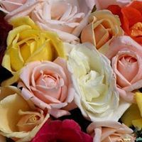 أم عبدالعزيز