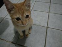 Rifqi Miftahul Khairat