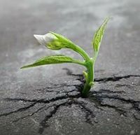 اركماني كوش