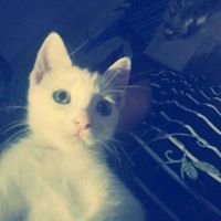 Mer Mkr