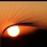 سلطان القحطاني