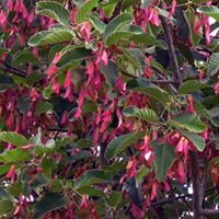 สวนผักปลอดสาร ไร่นาสวนผสม