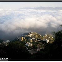 احمد الفيفي