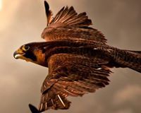 سلطان هوساوي