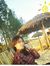 Retno H...