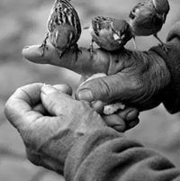 الطاهر أحمد