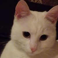 Анета Христова